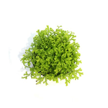 Load image into Gallery viewer, Club Moss, 4in
