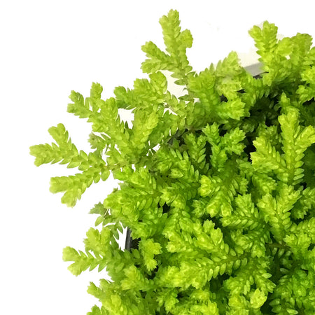 Club Moss, 4in