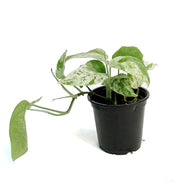 Epipremnum Pinnatum, Marble, 4in, Variegated
