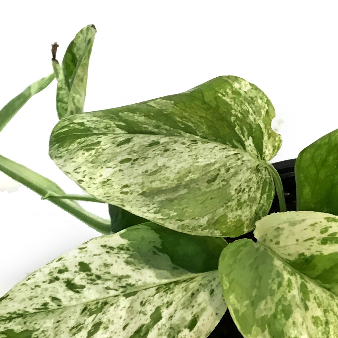 Epipremnum Pinnatum, Marble, 4in, Variegated