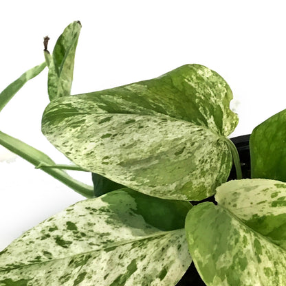 Epipremnum Pinnatum, Marble, 4in, Variegated