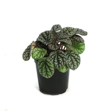 Load image into Gallery viewer, Peperomia, 4in,  Pobo Lavender
