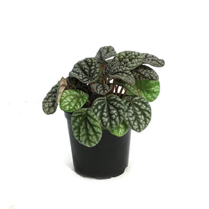 Peperomia, 4in,  Pobo Lavender