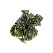 Load image into Gallery viewer, Peperomia, 4in,  Pobo Lavender
