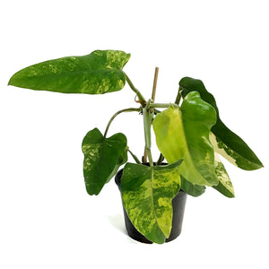 Philodendron, 6in, Burle Marx, Varigated