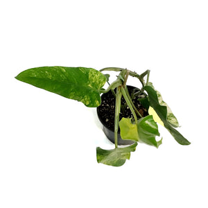 Philodendron, 6in, Burle Marx, Varigated