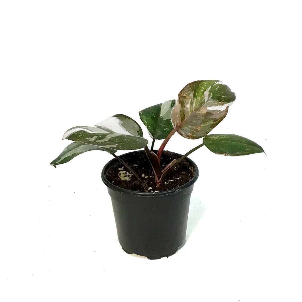 Philodendron, 4in, Red Anderson