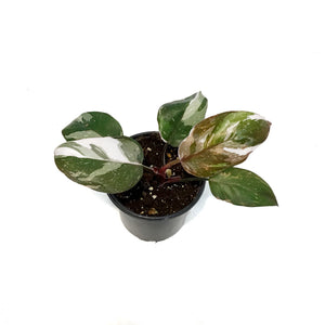 Philodendron, 4in, Red Anderson