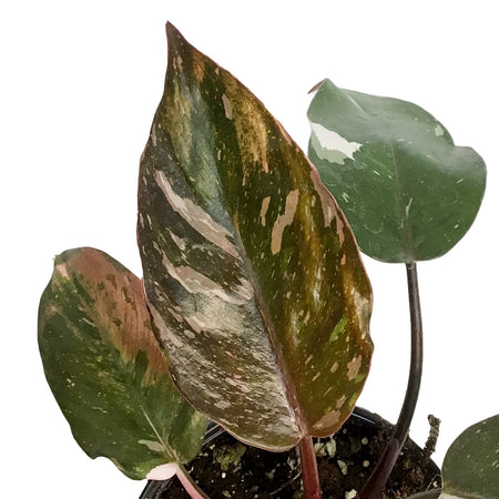 Philodendron, 4in, Red Anderson