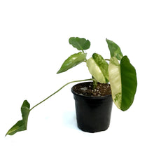 Load image into Gallery viewer, Philodendron, 4in, Domesticum Varigated
