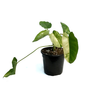 Philodendron, 4in, Domesticum Varigated