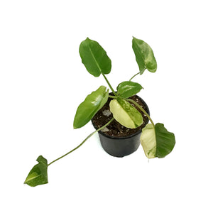 Philodendron, 4in, Domesticum Varigated