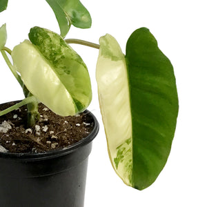 Philodendron, 4in, Domesticum Varigated