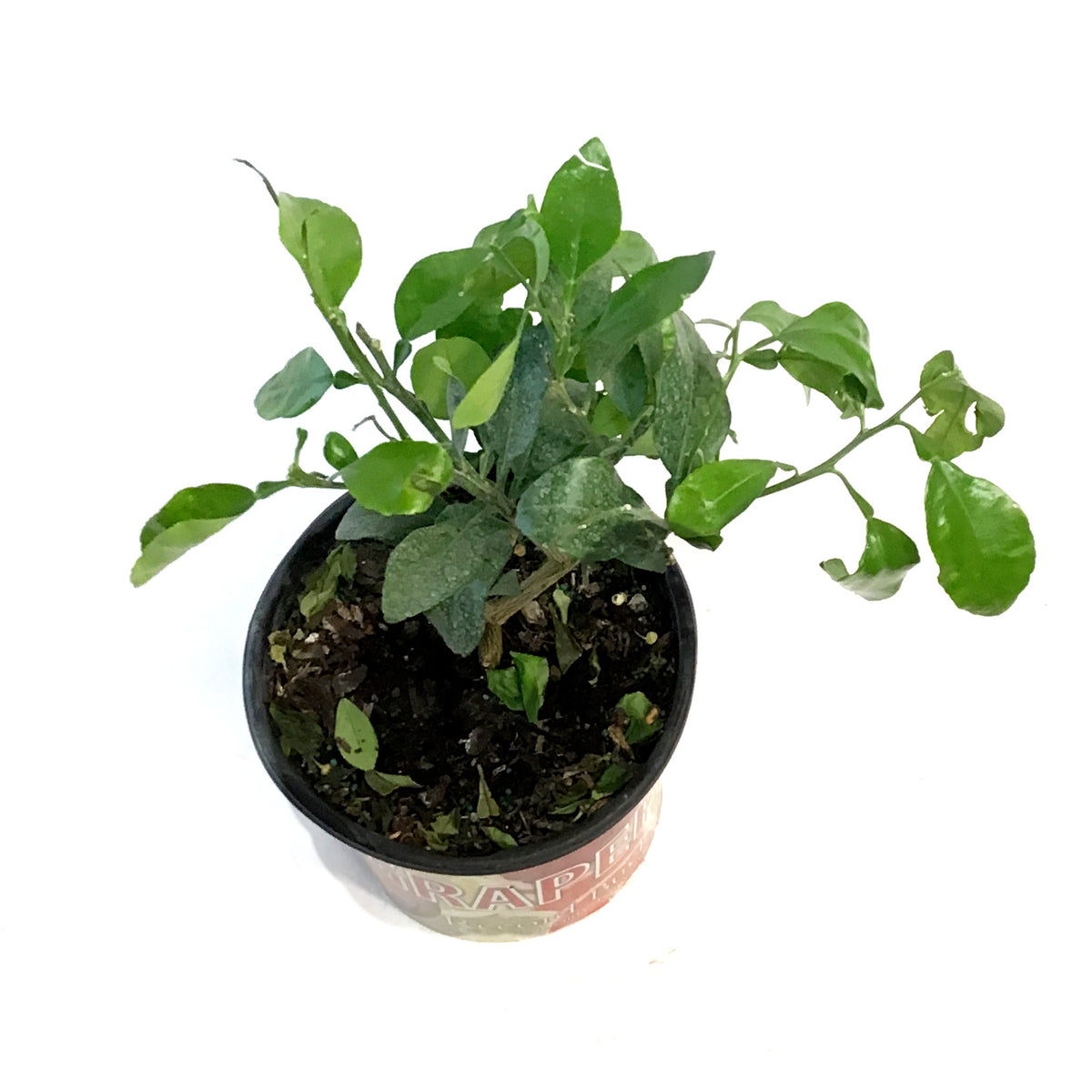 Grapefruit, 8in, Ray Ruby Standard