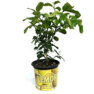 Lemon, 8in, Ponderosa