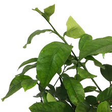 Load image into Gallery viewer, Lemon, 8in, Ponderosa
