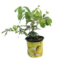 Lemon, 8In, Harvey