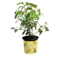 Lemon 8in, Variegated Pink