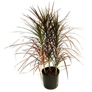 Dracaena, 10in,Marginata