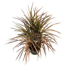 Load image into Gallery viewer, Dracaena, 10in,Marginata
