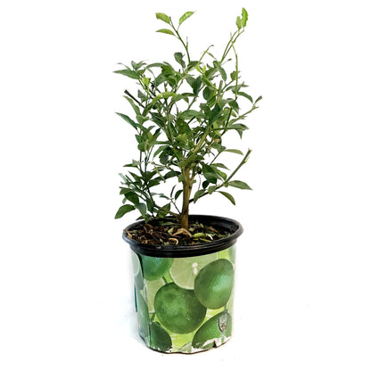 Limequat 8in,