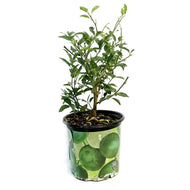 Limequat 8in,