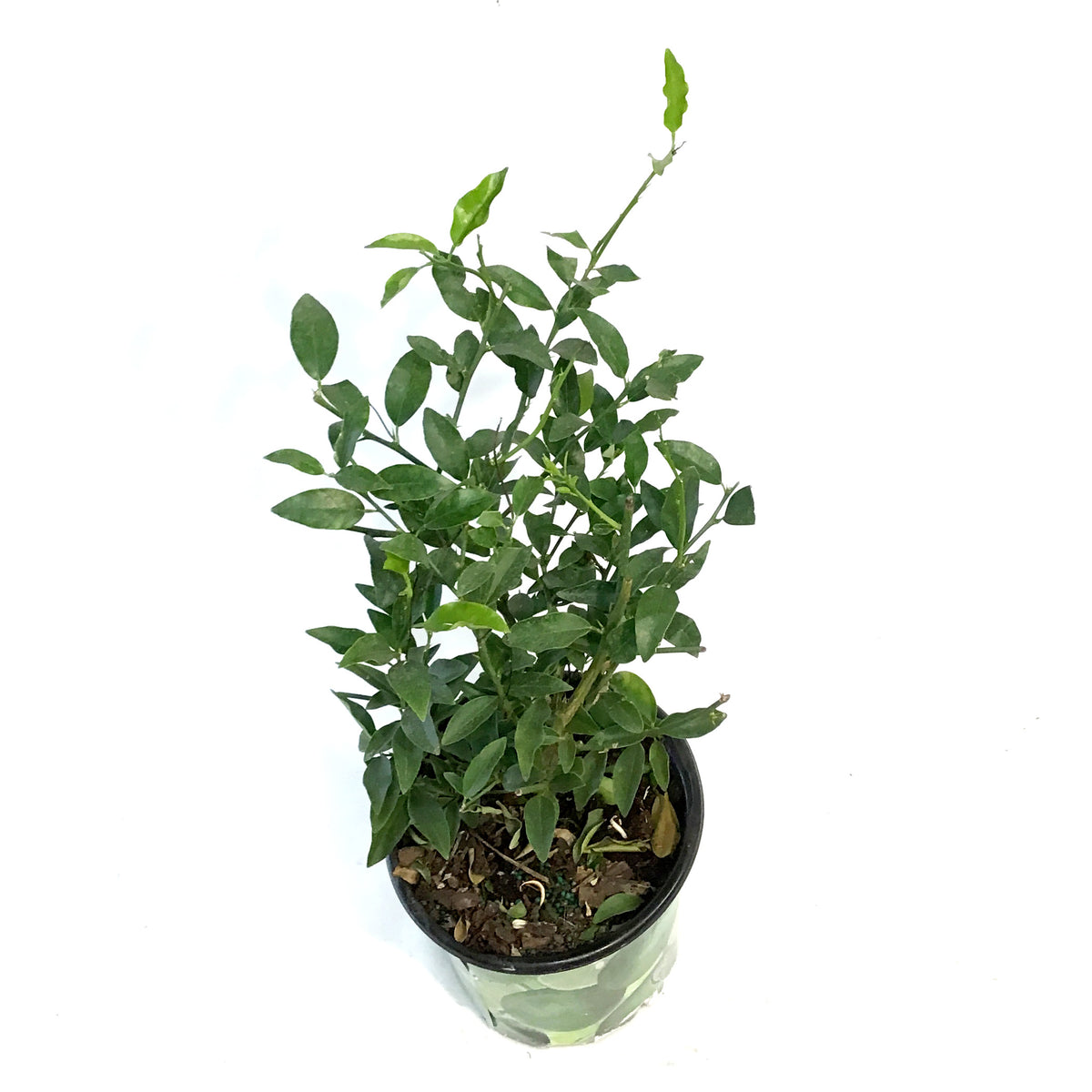 Limequat 8in,