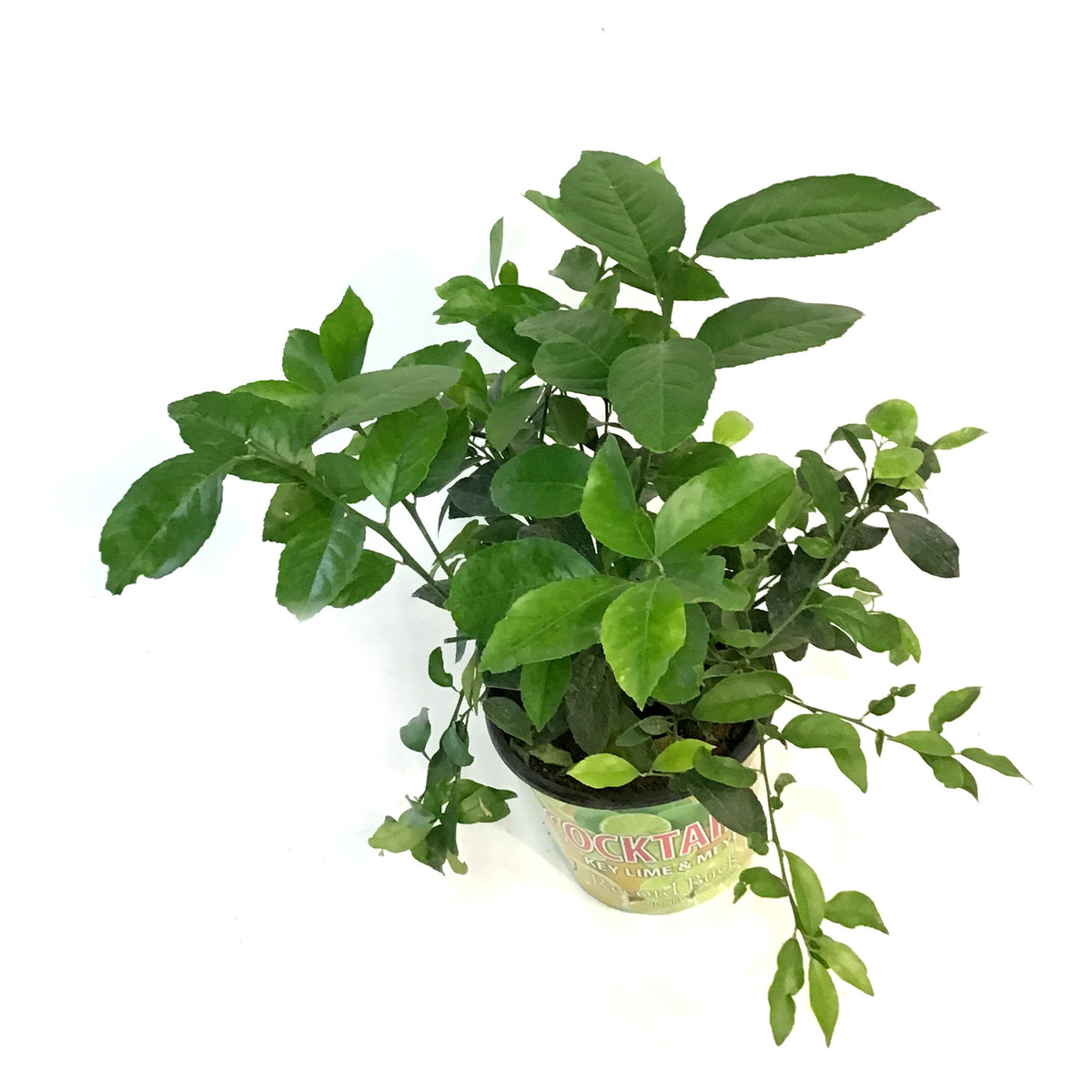 8in Cocktail Bush, lemon/lime mix
