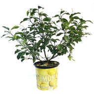 Lemon, 10in, Meyer