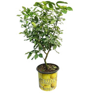 Lemon, 10in, Eureka