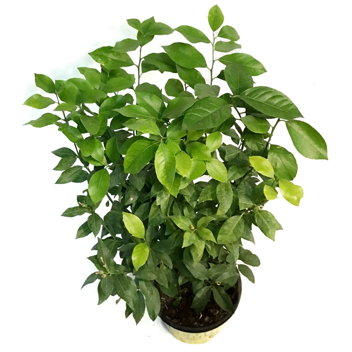Lemon, 10in, Eureka