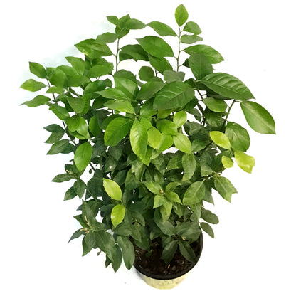 Lemon, 10in, Eureka