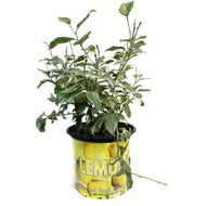Lemon 10in, Variegated Pink