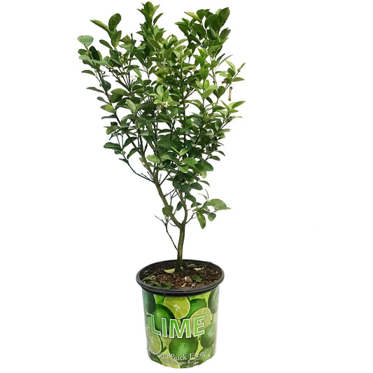 Limequat 10in,
