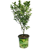 Limequat 10in,