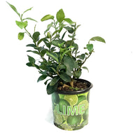 Lime, 10in, Persian
