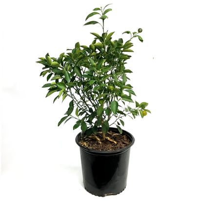 Orange,10in, Calamondin
