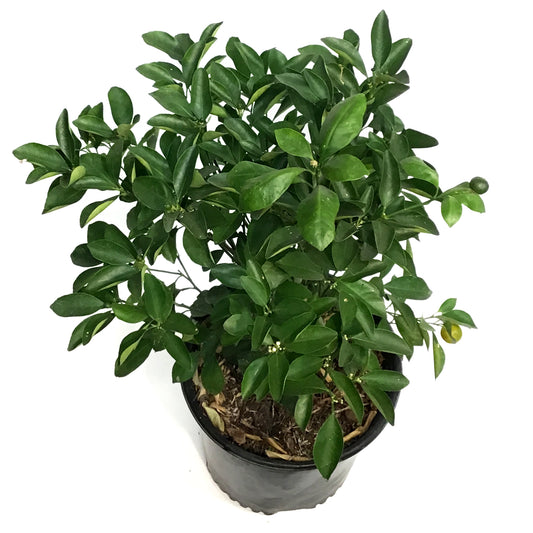 Orange,10in, Calamondin