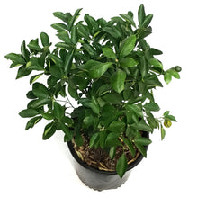 Load image into Gallery viewer, Orange,10in, Calamondin
