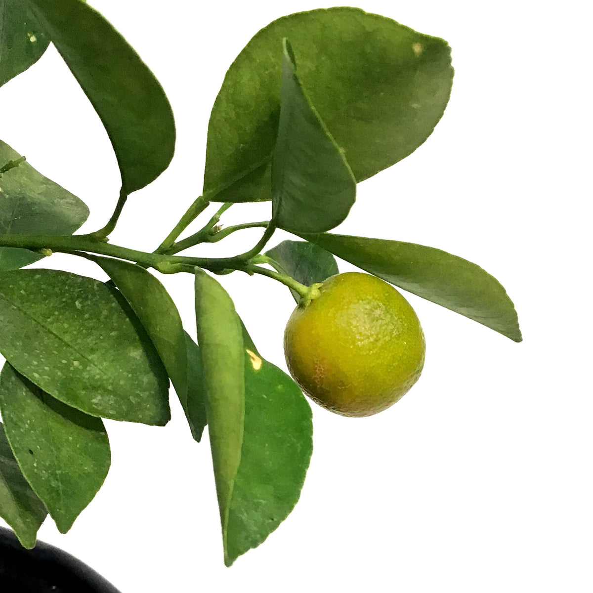 Orange,10in, Calamondin