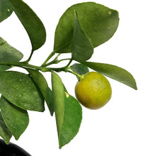 Load image into Gallery viewer, Orange,10in, Calamondin
