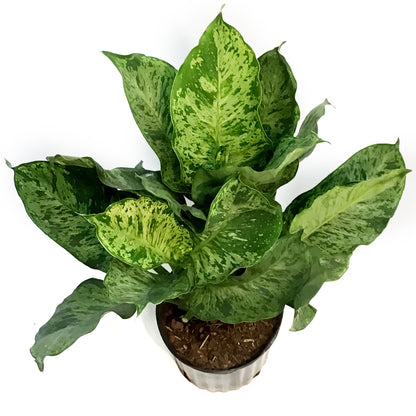 Dieffenbachia, 10in,  Mary