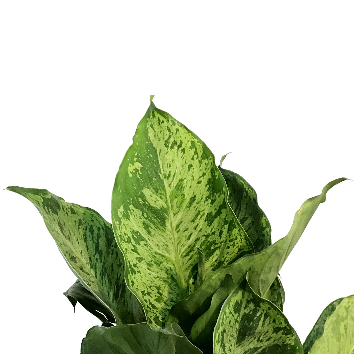 Dieffenbachia, 10in,  Mary