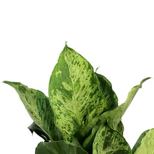 Load image into Gallery viewer, Dieffenbachia, 10in,  Mary
