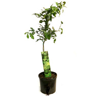 Lime, 5 Gal, Kaffir