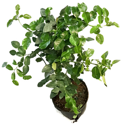 Lime, 5 Gal, Kaffir