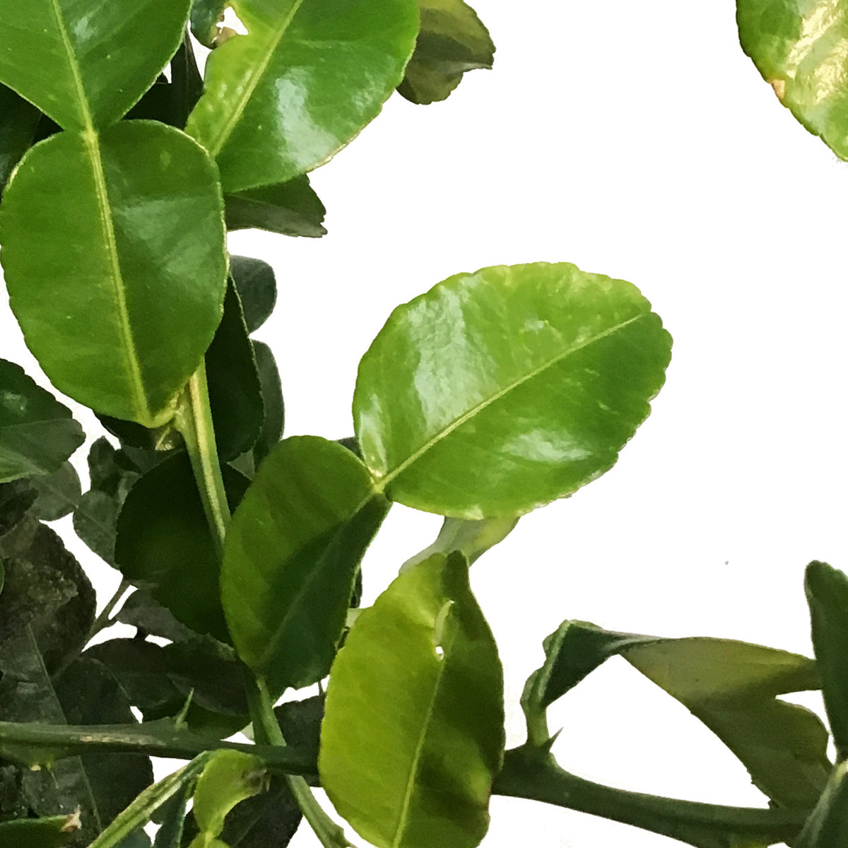 Lime, 5 Gal, Kaffir
