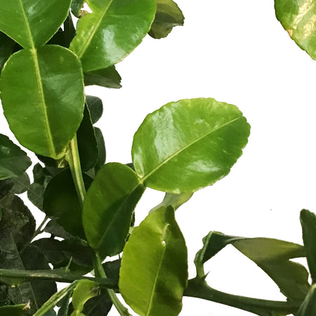 Lime, 5 Gal, Kaffir