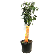 Orange, 5 Gal, Calamondin, Amber