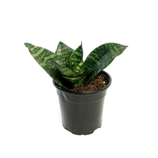 Sansevieria, 4in, Futura Robusta
